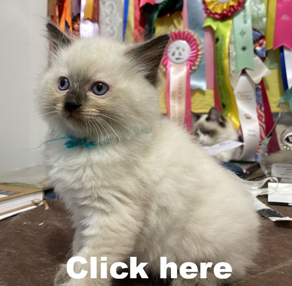 A-Seal-Point-male-Ragdoll-kitten-named-Good-Looking-Apr-2025 image-5