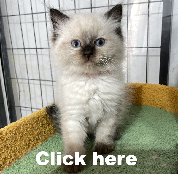 A-Seal-Point-male-Ragdoll-kitten-named-his-lordship-for-sale-November-13-2024-image-4 test