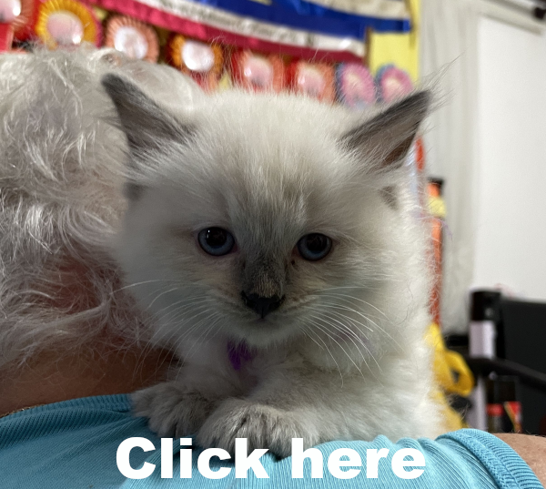 A-female-Blue-Point-Ragdoll-kitten-named-Chocolates-Fancy-image-8-April-13 2025