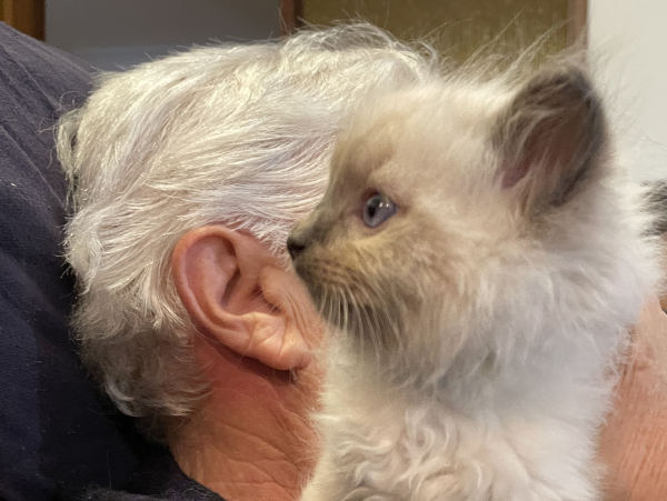 Blue ANZAC-a-male-blue-point-ragdoll-kitten-may-2025-image-2