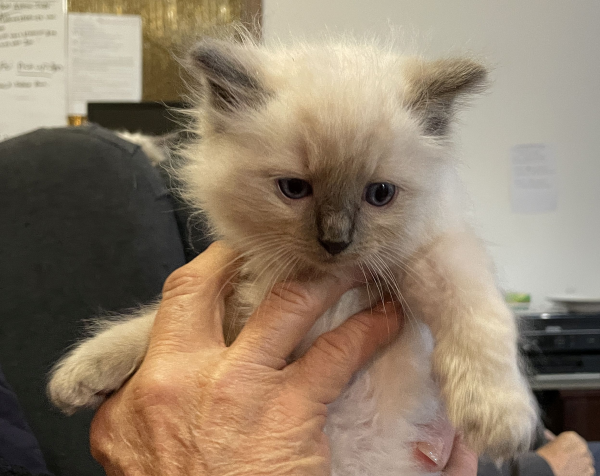 Blue ANZAC-a-male-blue-point-ragdoll-kitten-may-2025-image-3
