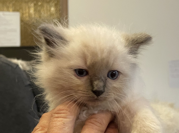 Blue ANZAC-a-male-blue-point-ragdoll-kitten-may-2025-image-4