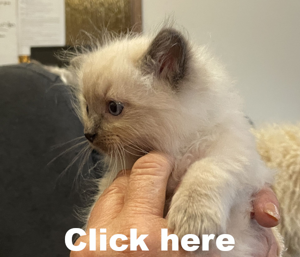 Blue-ANZAC-a-male-blue-point-ragdoll-kitten-may-2025-image-5