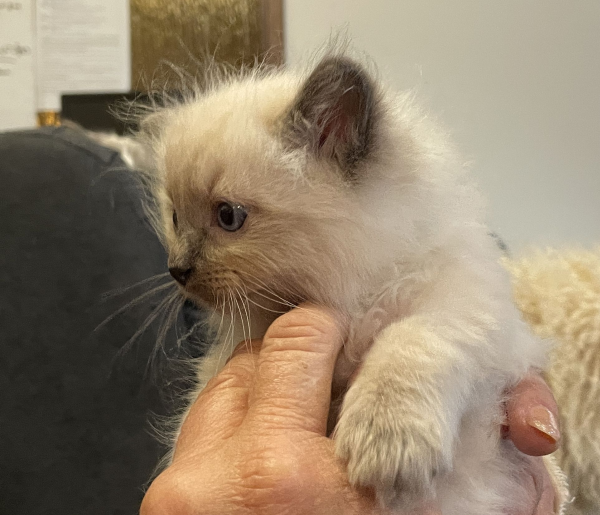 Blue ANZAC-a-male-blue-point-ragdoll-kitten-may-2025-image-5