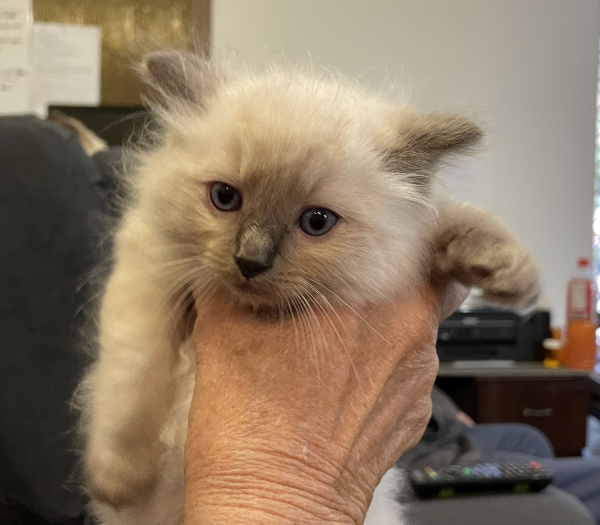 Blue ANZAC-a-male-blue-point-ragdoll-kitten-may-2025-image-6