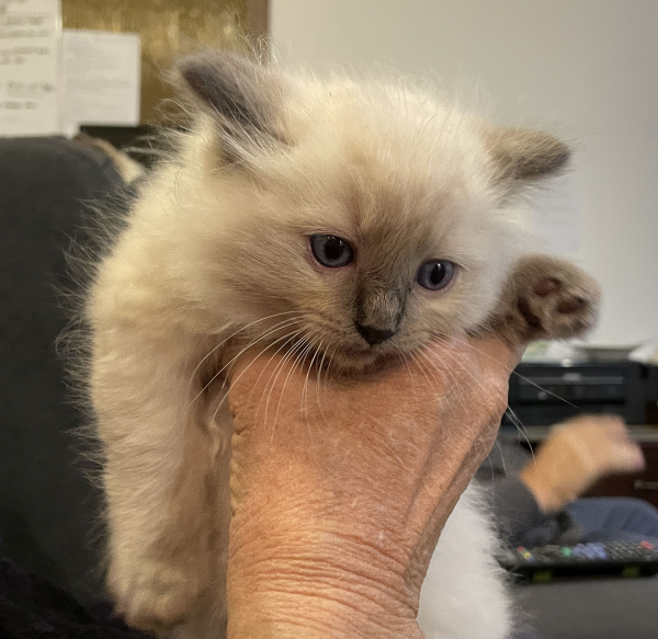 Blue ANZAC-a-male-blue-point-ragdoll-kitten-may-2025-image-7