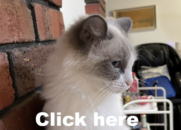 Champagne-Diamond-a-bi-colour-blue-point-ragdoll-cat-March-10-2025- image-9