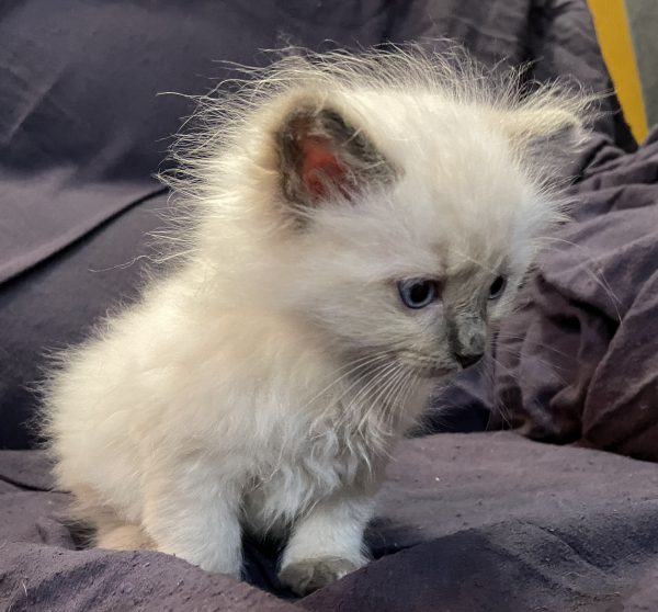 Little-Boy-Blue ANZAC-a-male-blue-point-ragdoll-kitten-may-2025-image-1