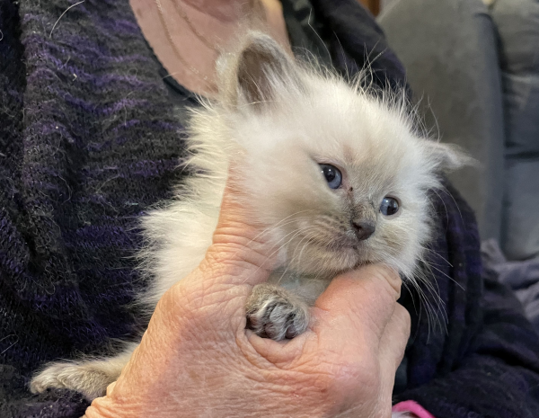 Little-Boy-Blue ANZAC-a-male-blue-point-ragdoll-kitten-may-2025-image-11
