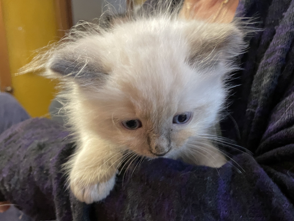 Little-Boy-Blue ANZAC-a-male-blue-point-ragdoll-kitten-may-2025-image-3