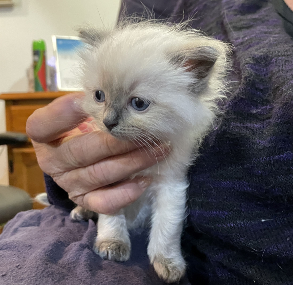 Little-Boy-Blue ANZAC-a-male-blue-point-ragdoll-kitten-may-2025-image-4