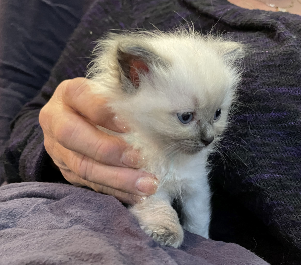 Little-Boy-Blue ANZAC-a-male-blue-point-ragdoll-kitten-may-2025-image-7