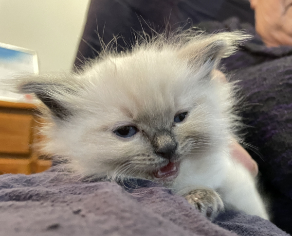 Little-Boy-Blue ANZAC-a-male-blue-point-ragdoll-kitten-may-2025-image-8