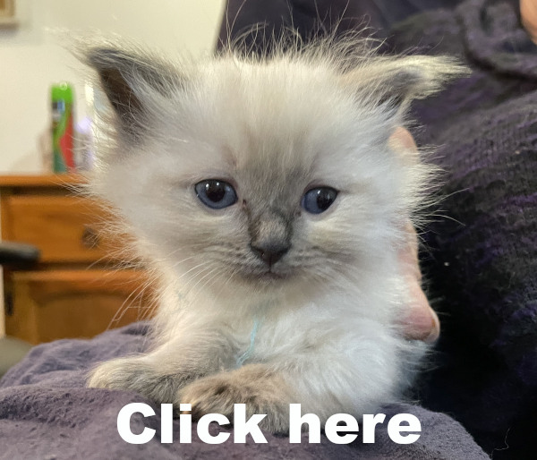 Little-Boy-Blue-ANZAC-a-male-blue-point-ragdoll-kitten-may-2025-image-9