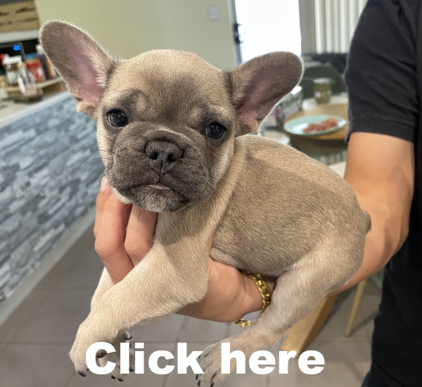 Peach-a-female-French-Bulldog-puppy-Apr-2025-image 8