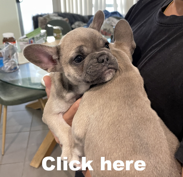 Peach-and-Pickles-female-French-Bulldog-pups-Apr-2025-image 2
