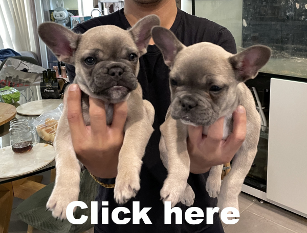 Peach-and-Pickles-female-French-Bulldog-pups-Apr-2025-image-3 test