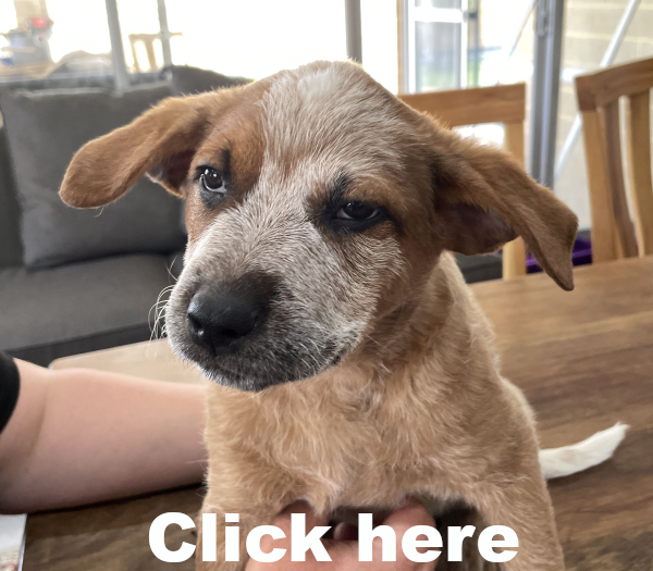 a-cattle-dog-female-puppy-for-sale-named-fox-october-2024-image-7