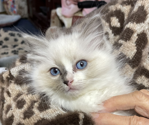 Bluebell - a-female-bi-colour-blue-ragdoll-kitten-june-2025-image-10