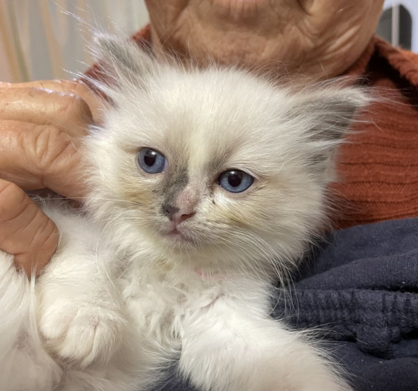 bluebell--a-female-bi-colour-blue-pedigree-ragdoll-kitten-2025-image-10