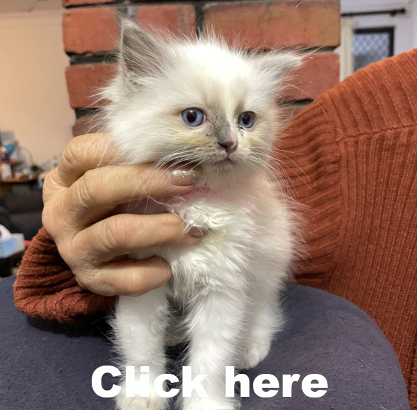 bluebell--a-female-bi-colour-blue-pedigree-ragdoll-kitten-2025-image-2