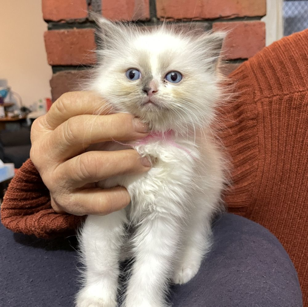 bluebell--a-female-bi-colour-blue-pedigree-ragdoll-kitten-2025-image-3