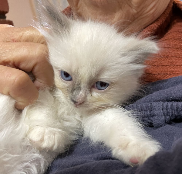 bluebell--a-female-bi-colour-blue-pedigree-ragdoll-kitten-2025-image-5