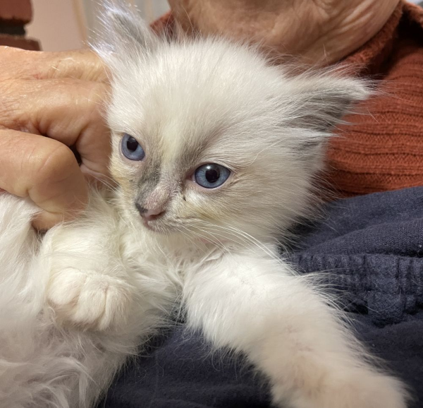 bluebell--a-female-bi-colour-blue-pedigree-ragdoll-kitten-2025-image-6