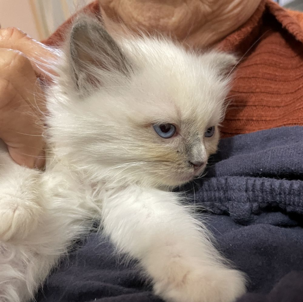 bluebell--a-female-bi-colour-blue-pedigree-ragdoll-kitten-2025-image-8