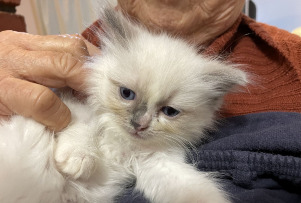 bluebell--a-female-bi-colour-blue-pedigree-ragdoll-kitten-2025-image-9