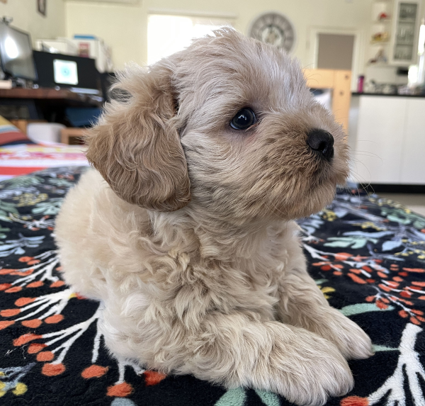 a-maltese-shih-tzu-male-pup-with-a-golden-blond-coat-july-2025-image-7a-maltese-shih-tzu-male-pup-with-a-golden-blonde-coat-july-2025-image-7 a-maltese-shih-tzu-male-pup-with-a-golden-blond-coat-july-2025-image-7