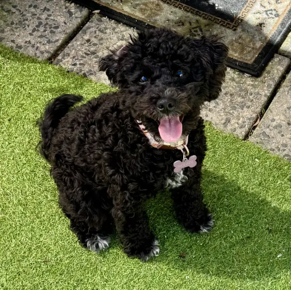 A female mini-schnauzer puppy - image 1 - 2025