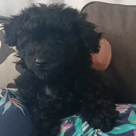 Curly-a-female-Cavoodle-puppy-1-Perth-10-2025 Curly-a-female-Cavoodle-puppy-1-Perth-10-2025