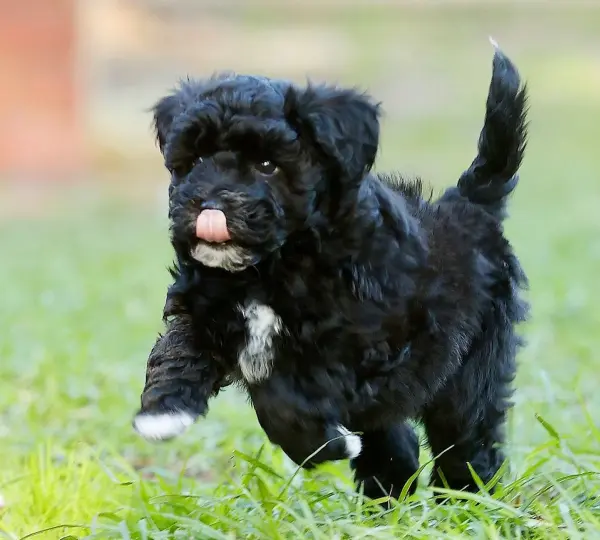Mini Schnauzer female pup - 27-10-2025