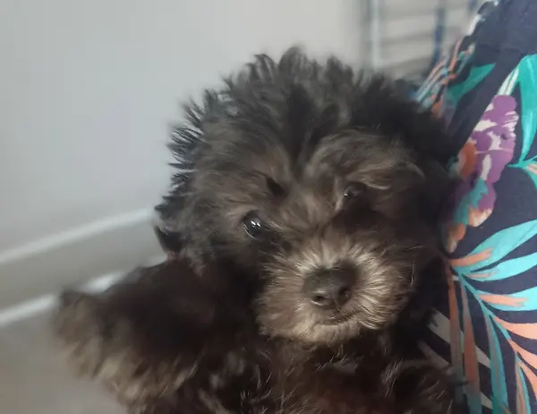 Straight-a-female-Cavoodle-puppy-4-Perth-10-2025 Straight-a-female-Cavoodle-puppy-4-Perth-10-2025