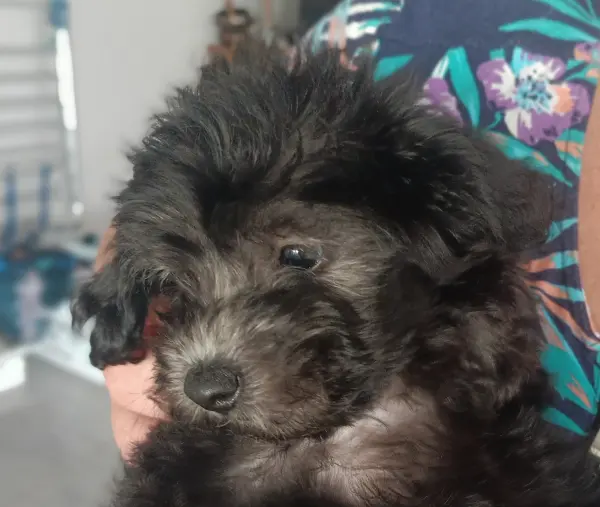 Straight-a-female-Cavoodle-puppy-5-Perth-10-2025 Straight-a-female-Cavoodle-puppy-5-Perth-10-2025