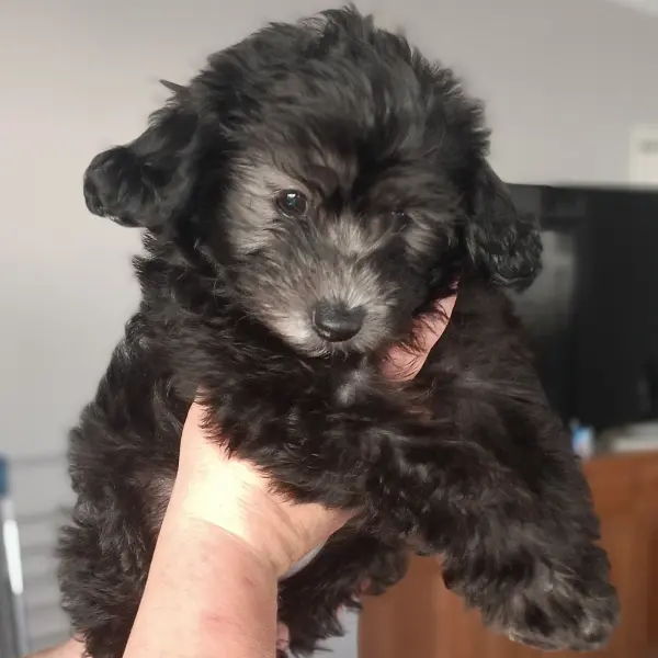 Straight-a-female-Cavoodle-puppy-6-Perth-10-2025 Straight-a-female-Cavoodle-puppy-6-Perth-10-2025