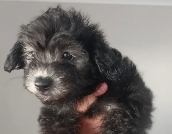 Straight-a-female-Cavoodle-puppy-7-Perth-10-2025 Straight-a-female-Cavoodle-puppy-7-Perth-10-2025