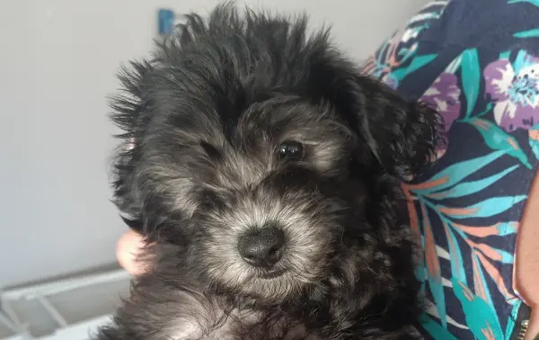 Straight-a-female-Cavoodle-puppy-8-Perth-10-2025 Straight-a-female-Cavoodle-puppy-8-Perth-10-2025