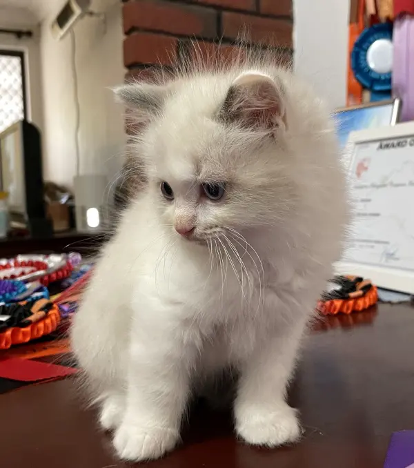 patch - a-bi-colour-blue-male-ragdoll-kitten-nov-2025-image-10