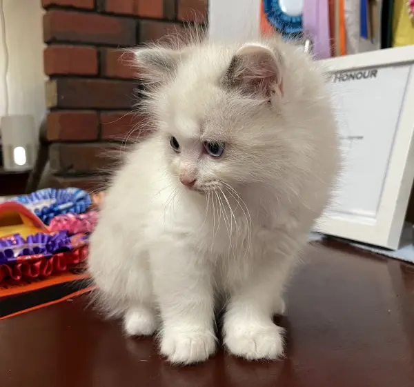 patch - a-bi-colour-blue-male-ragdoll-kitten-nov-2025-image-6