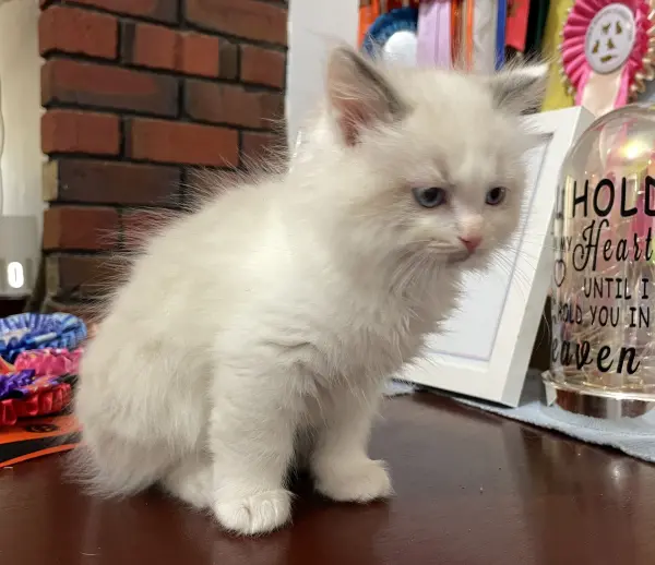 patch - a-bi-colour-blue-male-ragdoll-kitten-nov-2025-image-8