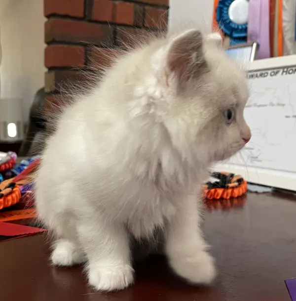 patch - a-bi-colour-blue-male-ragdoll-kitten-nov-2025-image-9