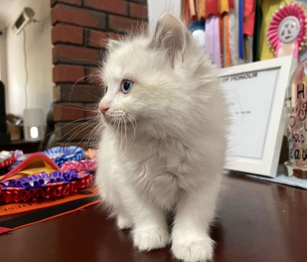 patch -600px- a-bi-colour-blue-male-ragdoll-kitten-2025--image-2
