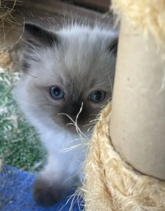 A-blue-point-pedigree-ragdoll--kitten-born-March-17-2026-image-1