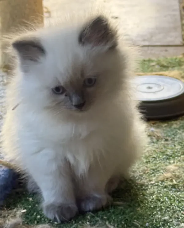 A-blue-point-pedigree-ragdoll--kitten-born-March-17-2026-image-2