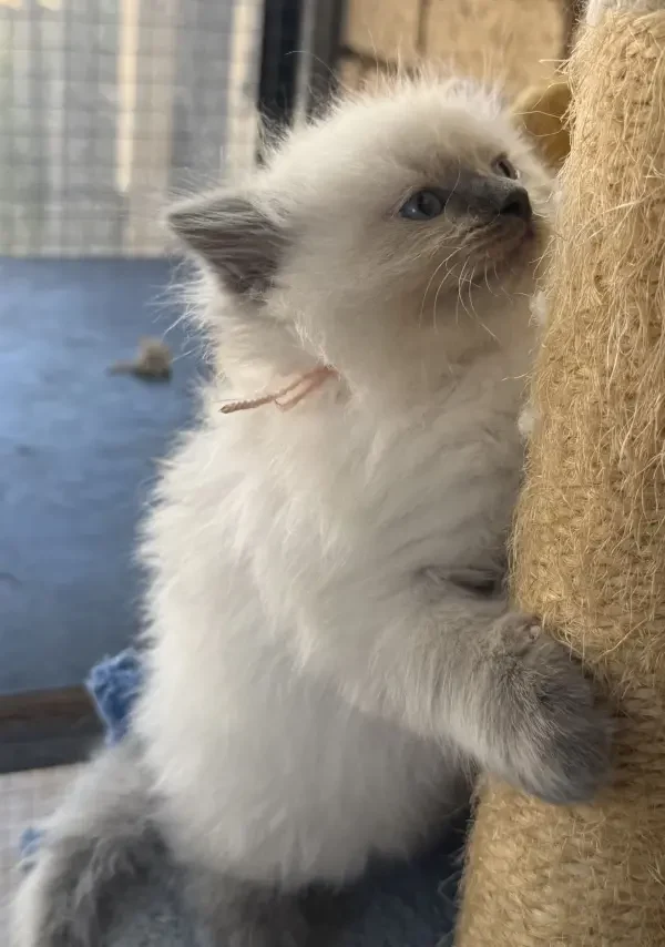 A-blue-point-pedigree-ragdoll--kitten-born-March-17-2026-image-3