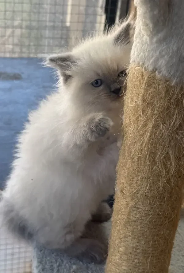 A-blue-point-pedigree-ragdoll--kitten-born-March-17-2026-image-4