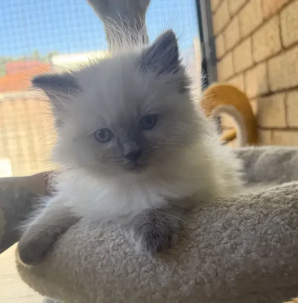 A-blue-point-pedigree-ragdoll--kitten-born-March-17-2026-image-5