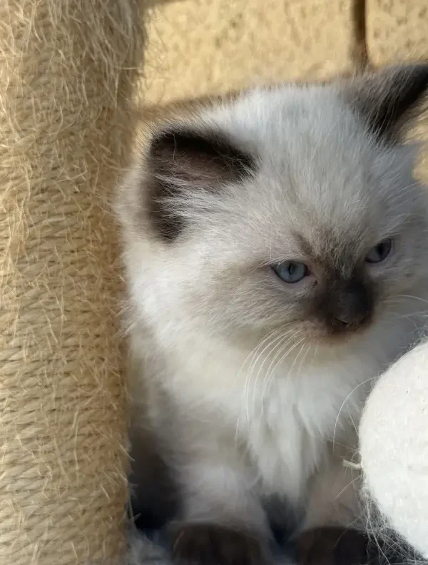 A-seal-point-pedigree-ragdoll--kitten-born-March-17-2026-image-5